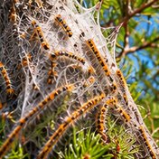 Chenille processionnaire