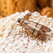 Mite alimentaire