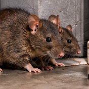 Rat
